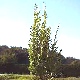 Pepinieres CHAMAECYPARIS LAWSONIANA ERECTA AUREA