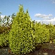 Pepinieres CHAMOECYPARIS LAWSONIANA ELLWOOD'S GOLD