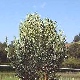 Pepinieres CHAMAECYPARIS LAWSONIANA MINIMA GLAUCA