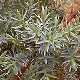 Pepinieres JUNIPERUS CHINENSIS BLUE ALPS