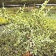 Pepinieres JUNIPERUS CHINENSIS OLD GOLD