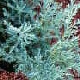 Pepinieres JUNIPERUS HORIZONTALIS HUGHES