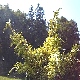 Pepinieres JUNIPERUS X MEDIA PLUMOSA AUREA