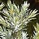 Pepinieres JUNIPERUS SQUAMATA BLUE STAR