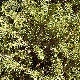 Pepinieres PICEA NIDIFORMIS