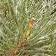 Pepinieres PINUS MUGO MUGHUS