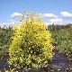 Pepinieres THUYA OCCIDENTALIS SUNKIST