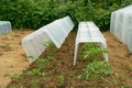tunnel de forçage POUSS VERT module 3 tunnels 105*39*30 cm + 1 jeu de 2 embouts + 1 lot de 10 piquets de tunnel