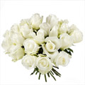 Rose Blanche