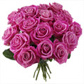 Roses Roses